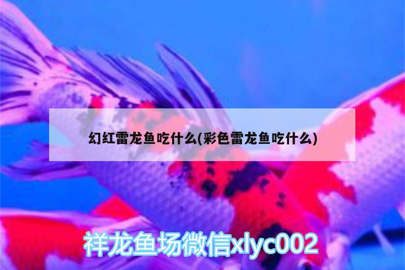 幻紅雷龍魚吃什么(彩色雷龍魚吃什么) 水族燈（魚缸燈）