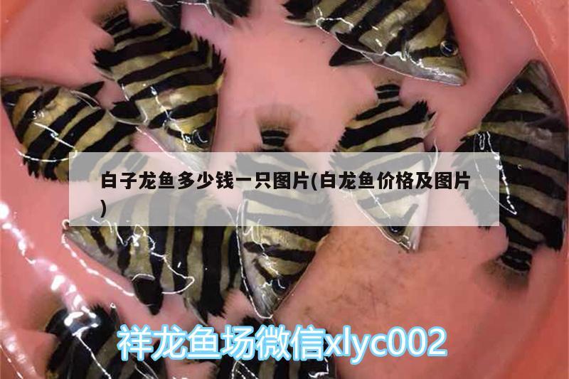 111111繼續(xù)窩居。 觀賞魚(yú)論壇 第2張