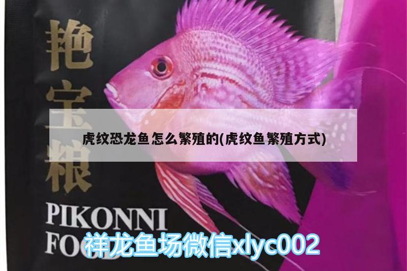 虎紋恐龍魚怎么繁殖的(虎紋魚繁殖方式) 祥龍龍魚專用水族燈