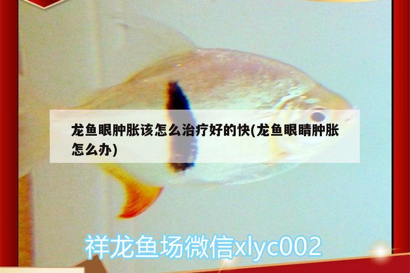 龍魚眼腫脹該怎么治療好的快(龍魚眼睛腫脹怎么辦)