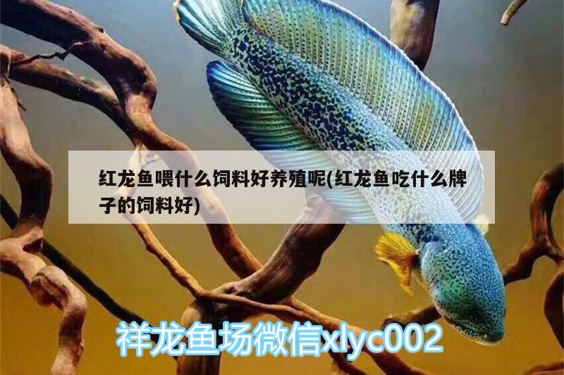 紅龍魚喂什么飼料好養(yǎng)殖呢(紅龍魚吃什么牌子的飼料好) 魚缸等水族設(shè)備