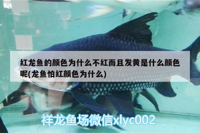 水族工程 水族工程有限公司 赤焰中國虎魚 第2張