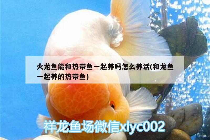 火龍魚能和熱帶魚一起養(yǎng)嗎怎么養(yǎng)活(和龍魚一起養(yǎng)的熱帶魚)