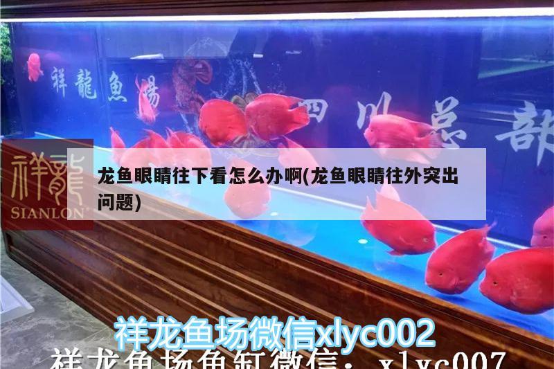 龍魚眼睛往下看怎么辦啊(龍魚眼睛往外突出問題)