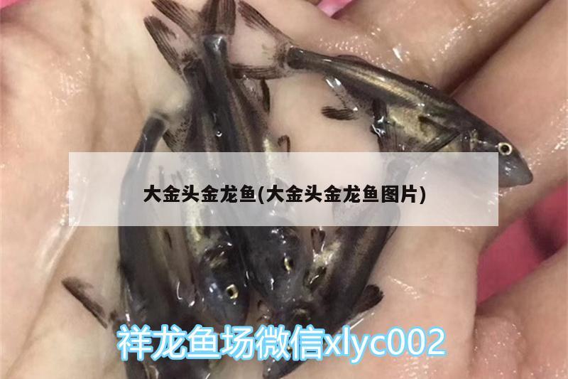 大金頭金龍魚(yú)(大金頭金龍魚(yú)圖片) 鴨嘴鯊魚(yú)