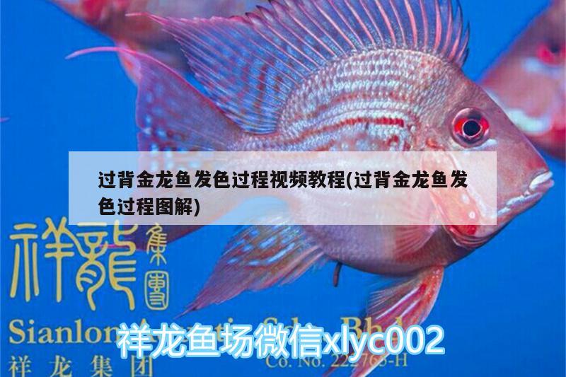 過背金龍魚發(fā)色過程視頻教程(過背金龍魚發(fā)色過程圖解) 金龍魚百科