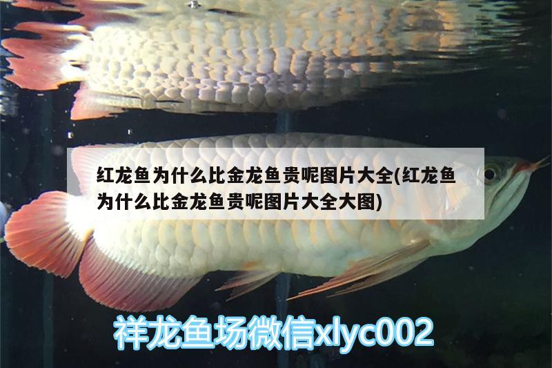 紅龍魚為什么比金龍魚貴呢圖片大全(紅龍魚為什么比金龍魚貴呢圖片大全大圖) 充氧泵