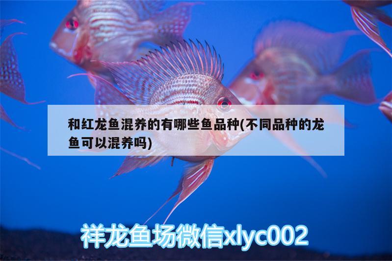 和紅龍魚混養(yǎng)的有哪些魚品種(不同品種的龍魚可以混養(yǎng)嗎)