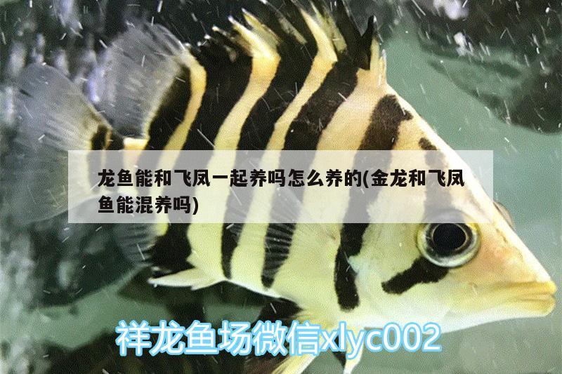 魚缸用過濾桶效果好嗎知乎（魚缸過濾桶有用嗎?）