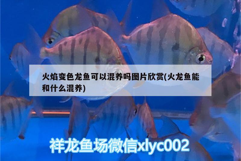 火焰變色龍魚可以混養(yǎng)嗎圖片欣賞(火龍魚能和什么混養(yǎng)) 女王大帆魚