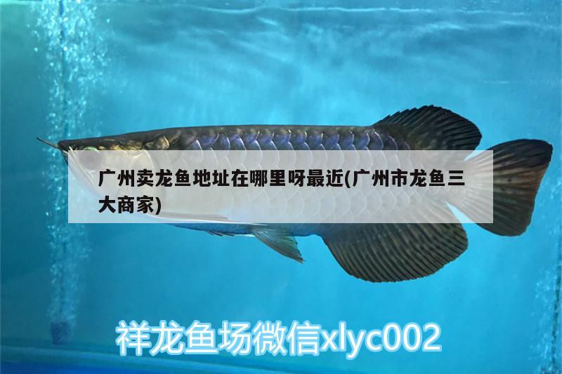 廣州賣龍魚地址在哪里呀最近(廣州市龍魚三大商家) 過背金龍魚