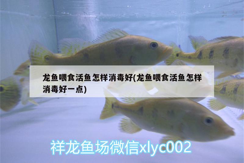 龍魚(yú)喂食活魚(yú)怎樣消毒好(龍魚(yú)喂食活魚(yú)怎樣消毒好一點(diǎn)) 星點(diǎn)金龍魚(yú)