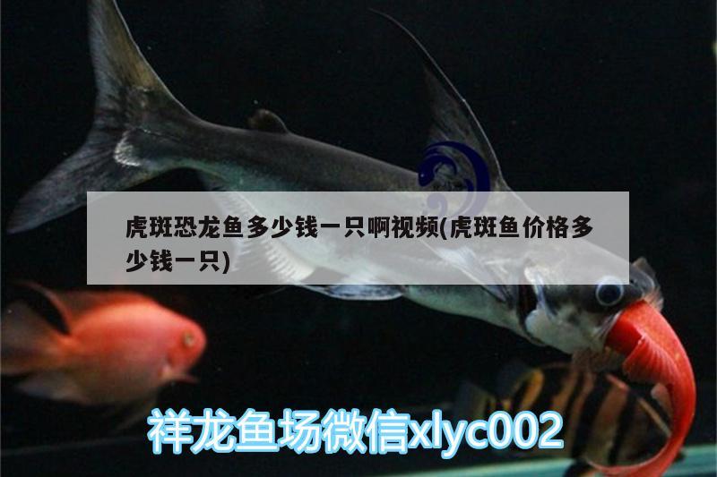 觀賞魚(yú)空運(yùn)價(jià)格表圖片及價(jià)格（空運(yùn)觀賞魚(yú)需要檢疫證嗎） 白子銀版魚(yú) 第3張