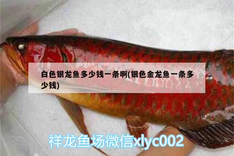 白色銀龍魚多少錢一條啊(銀色金龍魚一條多少錢) 銀龍魚百科