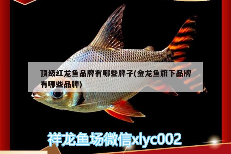 小魚缸過濾器安裝視頻教程全過程(小魚缸過濾器安裝視頻教程全過程下載) 印尼虎苗 第1張