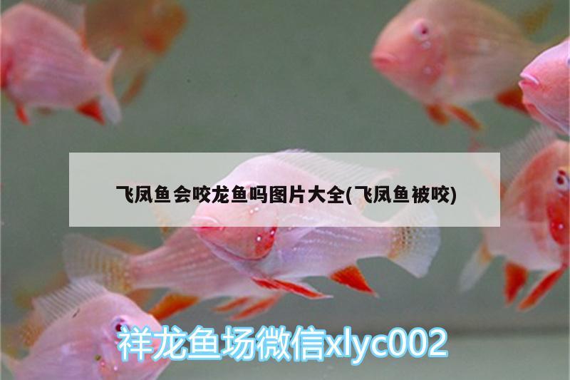 紅龍魚好養(yǎng)嗎，養(yǎng)魚的方法是養(yǎng)魚的禁忌，水族箱養(yǎng)金魚的方法