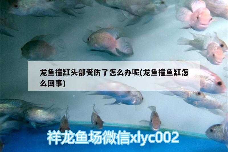 龍魚撞缸頭部受傷了怎么辦呢(龍魚撞魚缸怎么回事) 硝化細菌