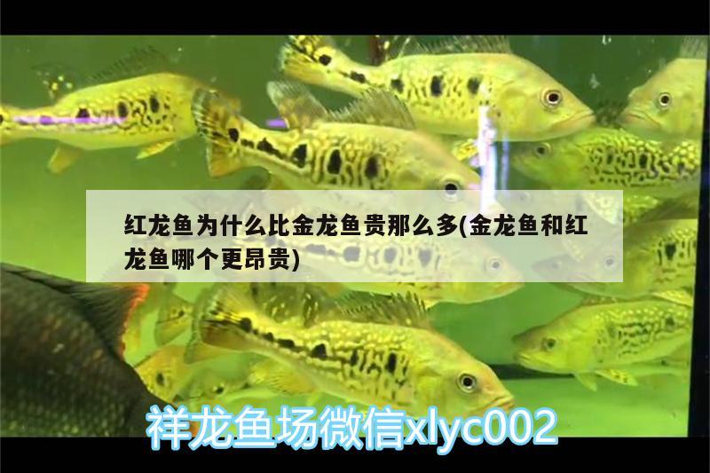 紅龍魚為什么比金龍魚貴那么多(金龍魚和紅龍魚哪個(gè)更昂貴)