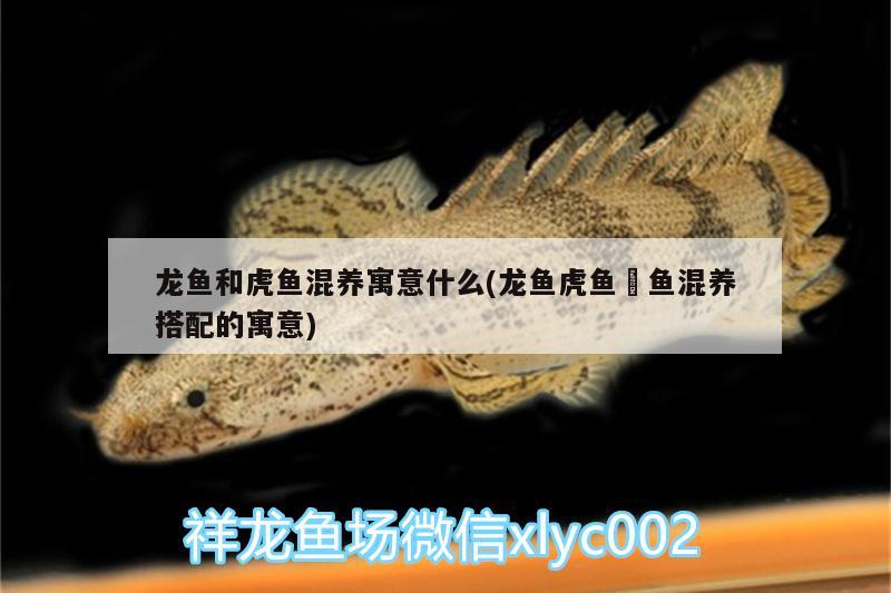 龍魚(yú)和虎魚(yú)混養(yǎng)寓意什么(龍魚(yú)虎魚(yú)魟魚(yú)混養(yǎng)搭配的寓意) 虎魚(yú)百科