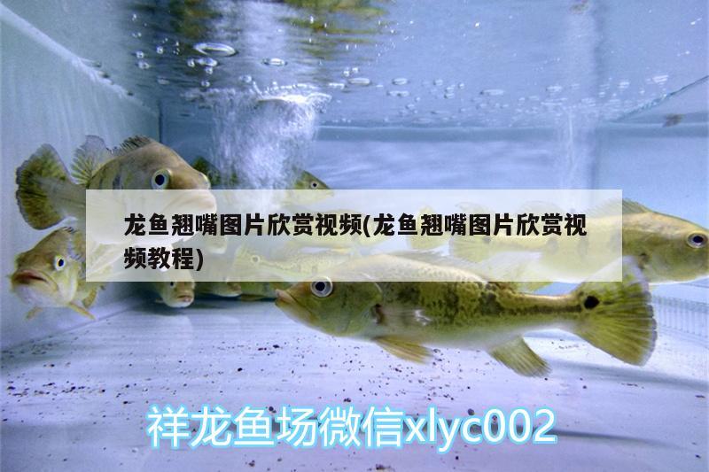 魚缸水綠怎么清除 魚缸水綠怎么清除藻類 龍年龍魚