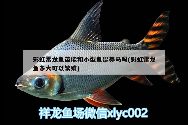 彩虹雷龍魚苗能和小型魚混養(yǎng)馬嗎(彩虹雷龍魚多大可以繁殖) 殺菌消毒設(shè)備