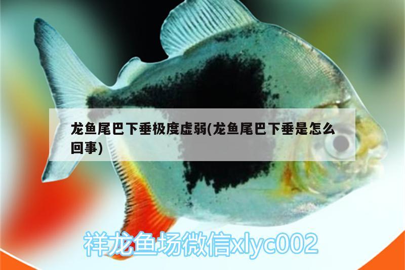 龍魚尾巴下垂極度虛弱(龍魚尾巴下垂是怎么回事) 薩伊藍(lán)魚