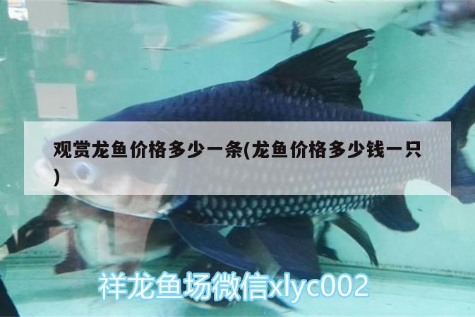 觀賞龍魚價(jià)格多少一條(龍魚價(jià)格多少錢一只)