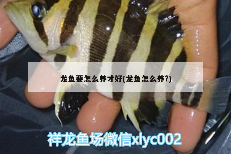 龍魚要怎么養(yǎng)才好(龍魚怎么養(yǎng)?)