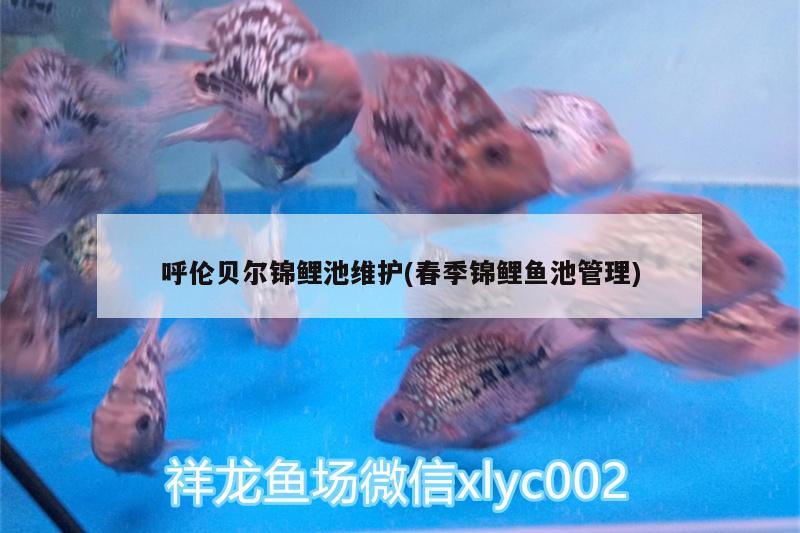 呼倫貝爾錦鯉池維護(春季錦鯉魚池管理)