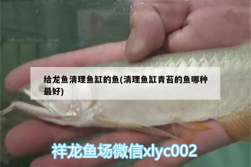 給龍魚(yú)清理魚(yú)缸的魚(yú)(清理魚(yú)缸青苔的魚(yú)哪種最好)