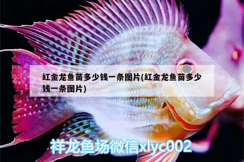 漢中水族館商家又炒作的豹紋皇冠漂亮不？ 白子銀版魚 第2張