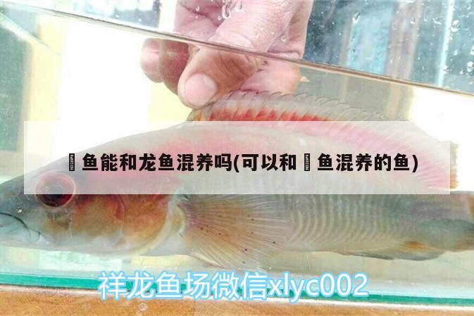 魟魚能和龍魚混養(yǎng)嗎(可以和魟魚混養(yǎng)的魚)