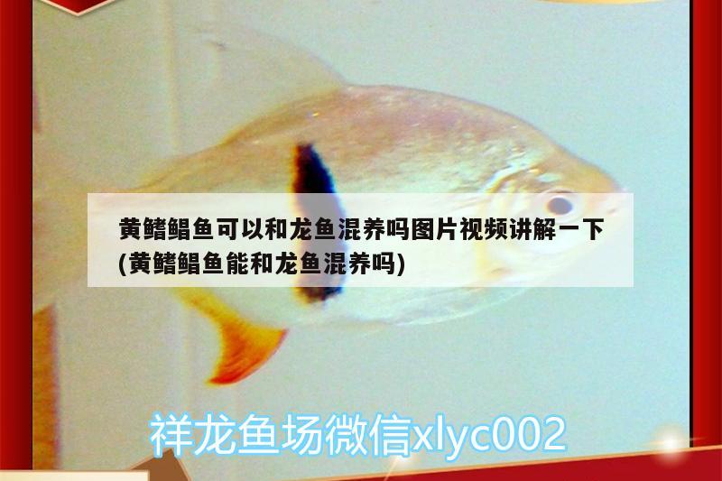 孔雀魚有多少個品種，孔雀魚什么品種好養(yǎng)又耐活