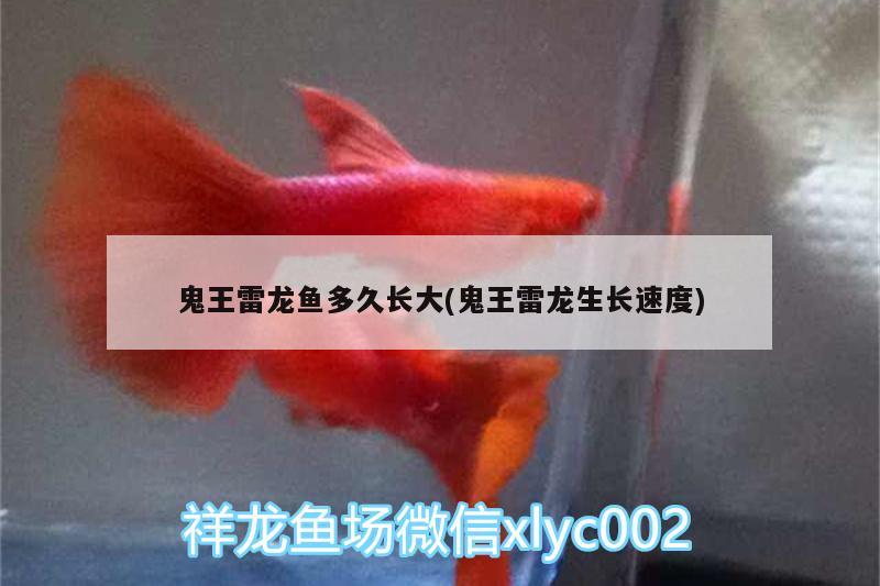 鬼王雷龍魚多久長大(鬼王雷龍生長速度)