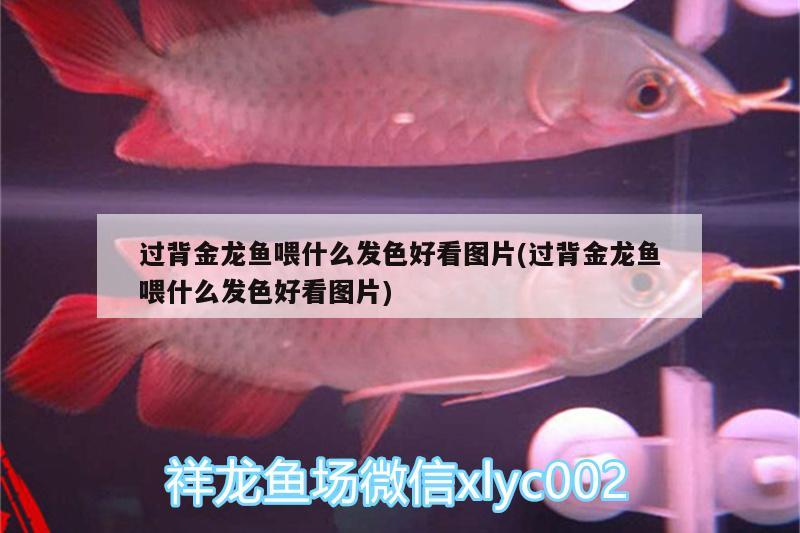 二手彩蝶魚缸值得買么（彩蝶老款魚缸） 蘇虎