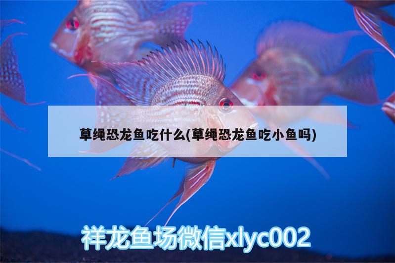 草繩恐龍魚(yú)吃什么(草繩恐龍魚(yú)吃小魚(yú)嗎) 純血皇冠黑白魟魚(yú)