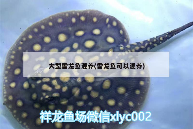 大型雷龍魚混養(yǎng)(雷龍魚可以混養(yǎng)) 廣州水族器材濾材批發(fā)市場