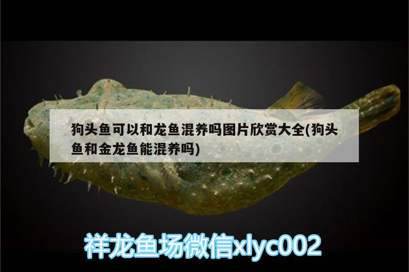 狗頭魚可以和龍魚混養(yǎng)嗎圖片欣賞大全(狗頭魚和金龍魚能混養(yǎng)嗎)