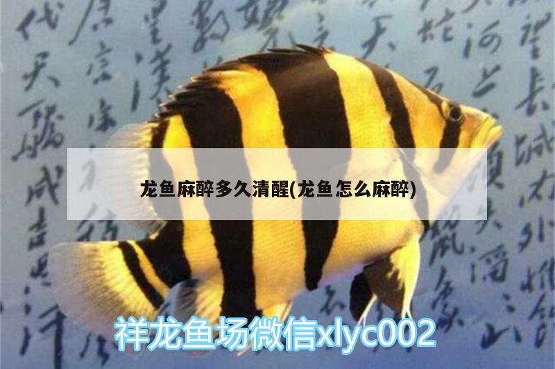 漢中水族館商家又炒作的豹紋皇冠漂亮不？