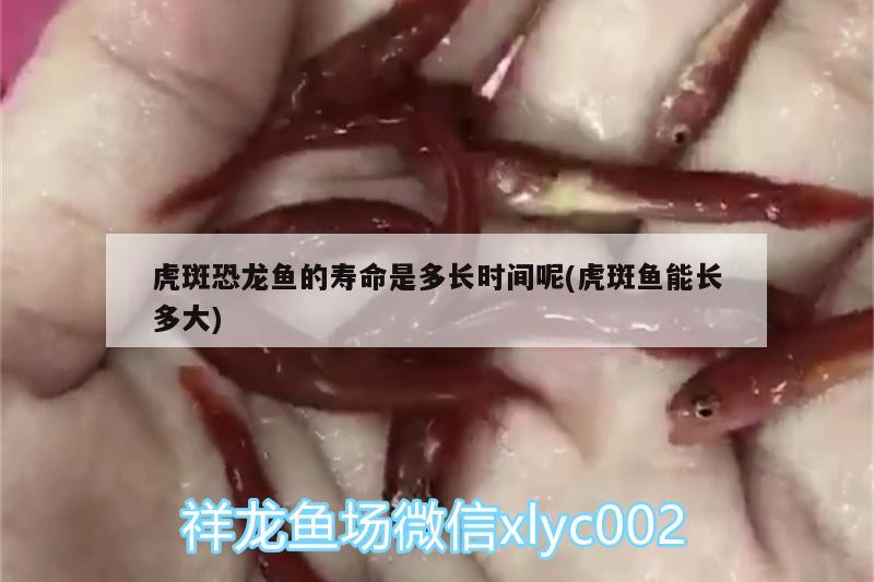 虎斑恐龍魚的壽命是多長時間呢(虎斑魚能長多大)