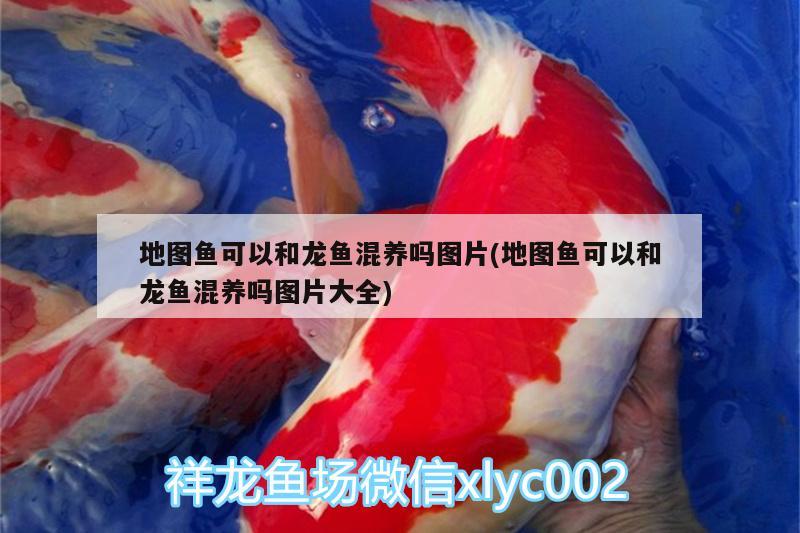 孔雀魚能和鼠類魚混養(yǎng)嗎，孔雀魚都能和什么一起養(yǎng) 觀賞魚 第2張