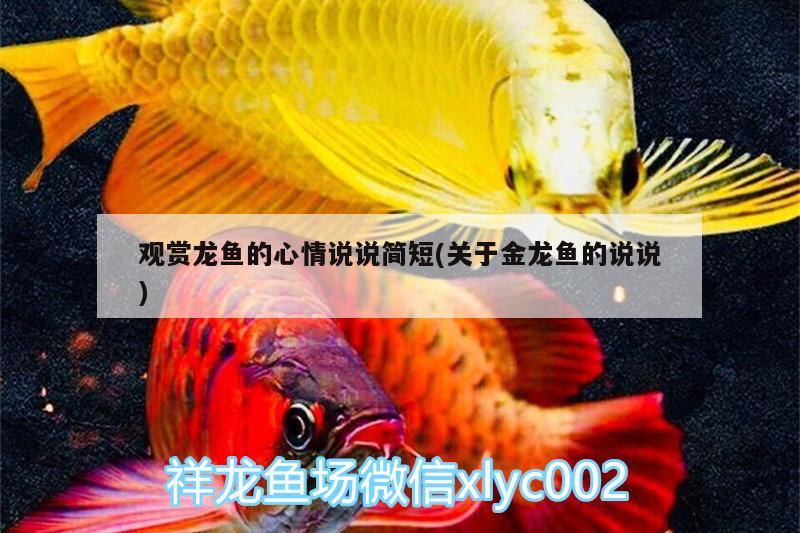 觀賞龍魚的心情說說簡短(關(guān)于金龍魚的說說) 觀賞魚企業(yè)目錄