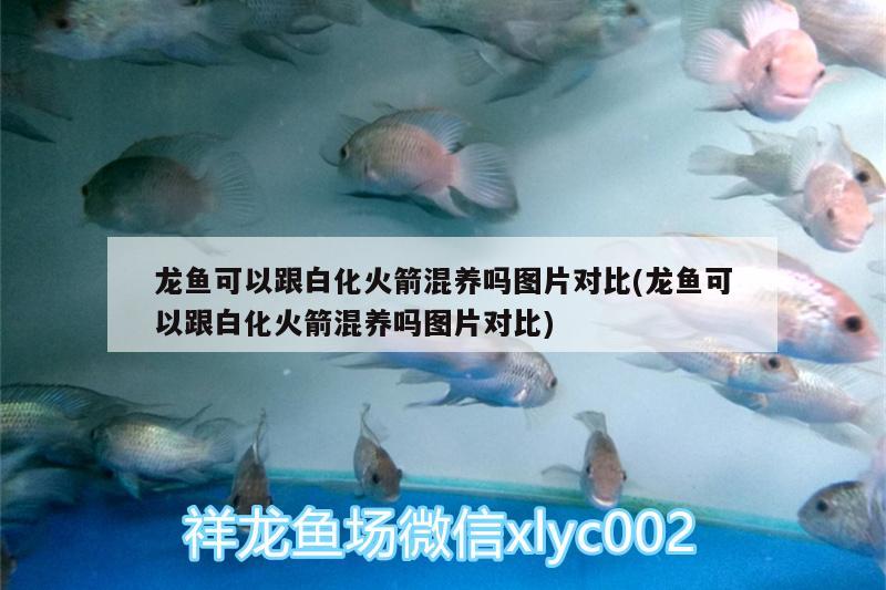 龍魚可以跟白化火箭混養(yǎng)嗎圖片對比(龍魚可以跟白化火箭混養(yǎng)嗎圖片對比)