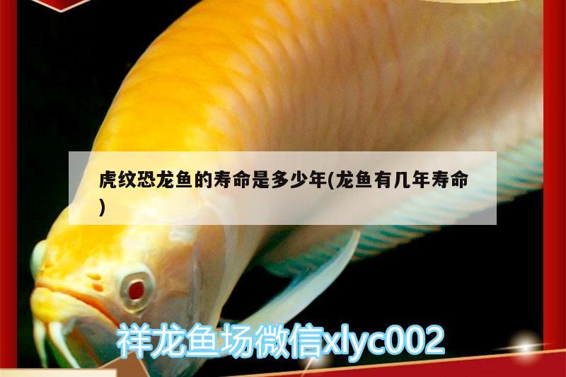 虎紋恐龍魚的壽命是多少年(龍魚有幾年壽命) 觀賞魚魚苗 第2張