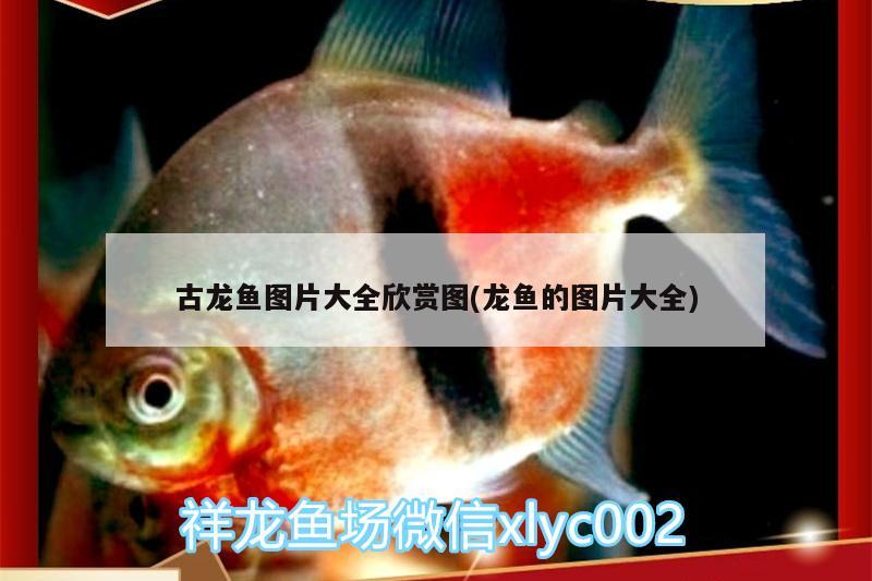 古龍魚(yú)圖片大全欣賞圖(龍魚(yú)的圖片大全) 海象魚(yú)