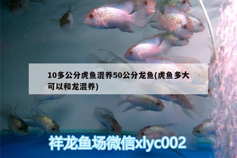 10多公分虎魚混養(yǎng)50公分龍魚(虎魚多大可以和龍混養(yǎng)) 虎魚百科