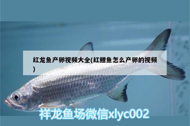 紅龍魚(yú)產(chǎn)卵視頻大全(紅鯉魚(yú)怎么產(chǎn)卵的視頻) 純血皇冠黑白魟魚(yú)