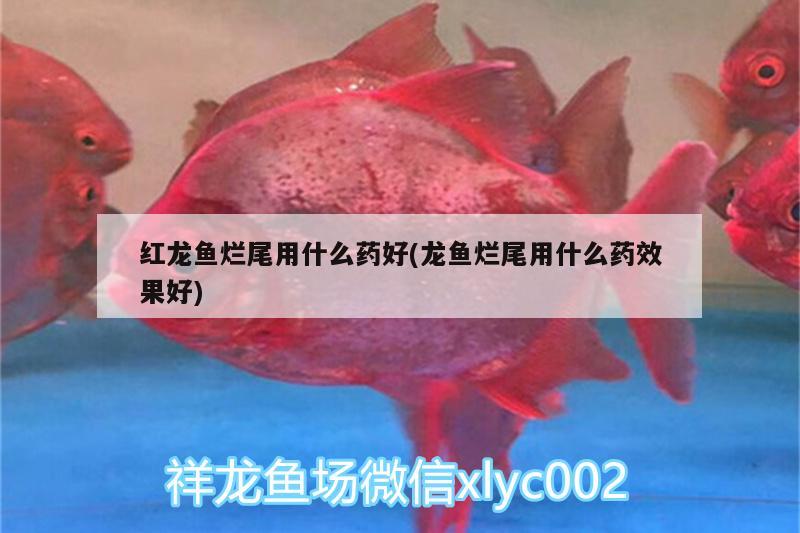 紅龍魚爛尾用什么藥好(龍魚爛尾用什么藥效果好) 白子關(guān)刀魚