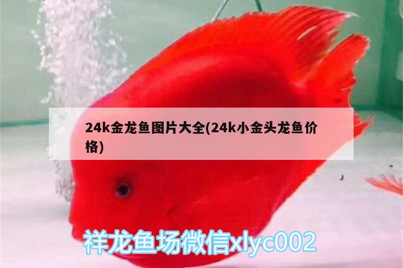 24k金龍魚圖片大全(24k小金頭龍魚價(jià)格) 祥龍赫舞紅龍魚