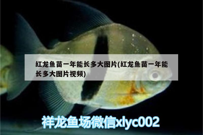 紅龍魚(yú)苗一年能長(zhǎng)多大圖片(紅龍魚(yú)苗一年能長(zhǎng)多大圖片視頻)